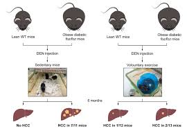She has definitely changed my life for the better and i am so blessed to have her❤️ @ graham. Exercise Retards Hepatocarcinogenesis In Obese Mice Independently Of Weight Control Journal Of Hepatology