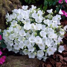 Pflanzen Kolle Karpaten Glockenblume Weiss 9 Cm Topf Pflegeleichte Staude Fur Rabatten Und Beete Mit Unglaublic Stauden Pflanzen Blumen Stauden Pflanzen