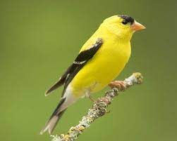 Original image copyright of t.c. American Goldfinch Facts Habitat Diet Life Cycle Pictures