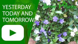 Check spelling or type a new query. Yesterday Today And Tomorrow Plant Flowers Changing Colors Youtube