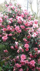 Camellia Shade Indoor Flowering Plants Plants Shade Plants
