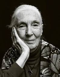 Meeting and being lectured by Jane Goodall during my university years was a  bigger deal than I realised at the time. Although I ultimately focused