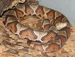 Black And White Striped Snake Texas Kentucky S Venomous Snakes Copper Head Snake Venom Poisonous Snakes Snake