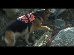 Last hope animal rescue thrift shop 274 new york ave huntington 11743 (north of 25a) regular days & hours will be thursday, friday and saturday from 10am to 3pm beginning june 17th. The Long Island K 9 Search And Rescue Team At Their Training Facility Youtube