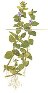 Image result for Bacopa hamiltoniana