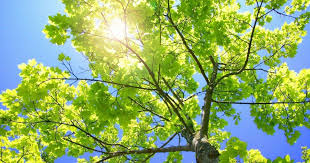17 Hd Green Nature Wallpapers For Laptop 1920x1080 Best Hd Wallpapers Of Nature Full Hd Hdtv Fhd Green Nature Wallpaper Nature Wallpaper Hd Nature Wallpapers Every day new pictures and just beautiful wallpaper for your desktop nature completely free.