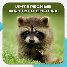 chem starshe stanovyatsya malenkie enoty tem menshe i tishe oni vyskazyvayutsya a potom pokinuv mat i vojdya v samostoyatelnuyu zhizn a eto proishodit animals fox