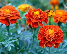 Image of Marigold flower