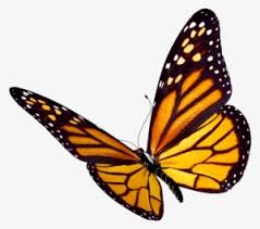 Some of the technologies we use are necessary for critical functions like security and site integrity, account authentication, security and privacy preferences, internal site usage and maintenance data, and to make the site work correctly for browsing and transactions. Monarch Butterfly Png Transparent Monarch Butterfly Png Image Free Download Pngkey