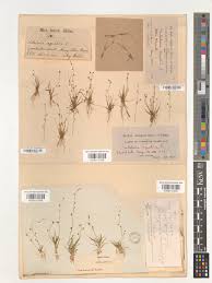 Image result for Subularia