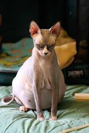 This Pregnant Hairless Cat Is 300 Done She Can T Even Post Cats Cute Cats Hairless Cat
