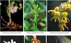 Image result for Endostemon villosus