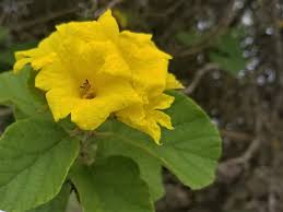 Image result for Cordia torrei