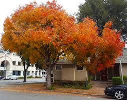 But this tree is also known for being ugly in the beginning. Tree Spotlight Chinese Pistache Canopy Canopy