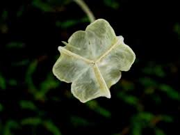 Image result for Dipcadi vaginatum