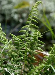 Image result for Woodsiaceae