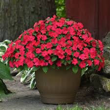 Image result for Impatiens kivuensis