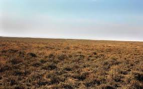 Image result for Lophiocarpus latifolius