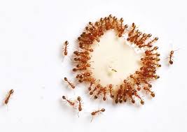 Image result for tes madu dengan semut