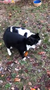 We Go Together Like Peas And Carrots Video In 2020 Cute Funny Animals Cute Animal Videos Cute Rats