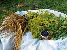 For A Uti A Compound Tincture Containing Fresh Marshmallow Plant Goldenrod Leaf And Flower And Juniper Berries All Of Medicinal Herbs Herbs Natural Cures