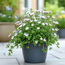 Image result for Bacopa