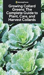 Growing Collard Greens The Complete Guide To Plant Care And Harvest Collards Collard Greens Collards Collard Plant