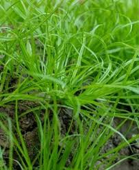 Image result for Carex sp.no.1