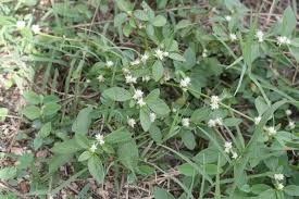 Image result for Alternanthera tenella