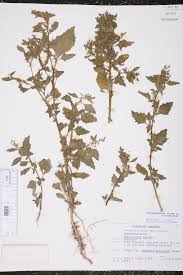 Image result for Chenopodiastrum