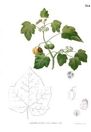 Image result for Jatropha curcas