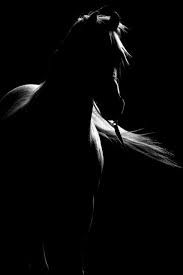 Black And White Photos Of Animals In Shadows Peaceful Eye Horses Horse Photography Beautiful Horses