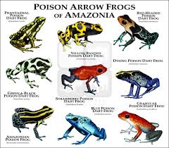 Poison Dart Frogs Of Amazonia Fine Art Print Poison Dart