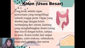 Similar with shopify logo png. Anatomi Dan Fisiologi Sistem Digestive Stia Malang Youtube