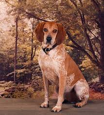We did not find results for: Redtick Coonhound Image Google Search English Coonhound Red Tick Coonhound Coonhound