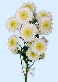 Chrysanthemum Flower Information Chrysanthemum Cut Flower Flower Shop Network
