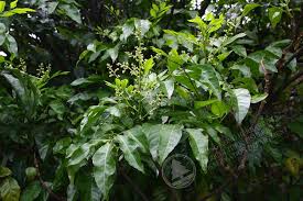 Image result for Clausena lansium