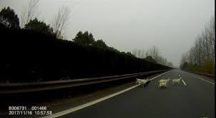 Search for text in self post contents. é™© ç¾Šç¾¤æ¨ªç©¿é«˜é€Ÿäº¤è­¦ä¸´æ—¶äº¤é€šç®¡åˆ¶é©±èµ¶ç¾Šç¾¤ æ‰‹æœºæ–°æµªç½'