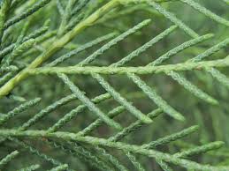 Image result for Cupressus torulosa