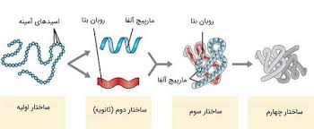 ساختار پروتئین در چهار سطح | به زبان ساده – فرادرس - مجله‌