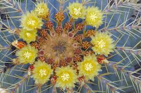 Find this pin and more on mojave desert, california, usa by boxart. Photographs By Mark Chappell