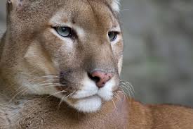 This trajectory began in october of that year, during the summer olympic games. Puma Cat Wiki Pasteurinstituteindia Com