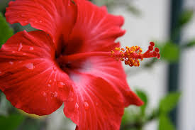 Maybe you would like to learn more about one of these? Jangan Remehkan Kembang Sepatu Ini 7 Manfaatnya Untuk Kesehatan