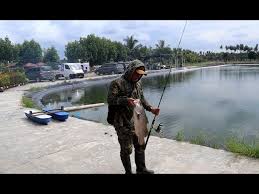 Mancing Ikan Siakap Atau Barramundi Berat 3 Kg Di Kolam Pancing Pak Acun Hamparan Perak Medan Youtube