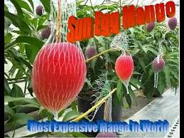 04.04.2018 · taiyo no tamago (egg of the sun) is a variety of mango grown in the miyazaki. Sun Egg Mango Miyazaki Mango Irwin Mango In Container Pot Roof Top Garden Youtube