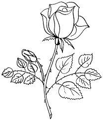 Pin Von Stska Auf Drawing Fonts Drawing Inspiration Blumen Schablone Malvorlagen Blumen Rosenzeichnungen