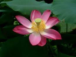 pink lotus lily pad nelumbo nucifera seeds lotus flower images pink lotus lotus plant