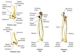Long bones have a thick outside layer of compact bone and an inner medullary cavity containing bone marrow. Skeletal System Diagrams