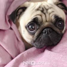 Pug Cinsi Kopek Bakimi Ve Ozellikleri