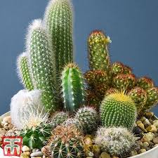 But how to i add it to my code? Cactus Mix House Plant Seeds Thompson Morgan